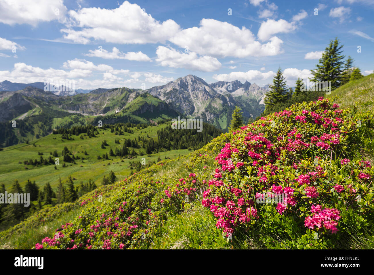 Blühenden Rhododendron Ferrugineum Alpenrose im Frühjahr auf die Hirschwang Alm in den Ammergauer Alpen, Bayern, Deutschland Stockfoto