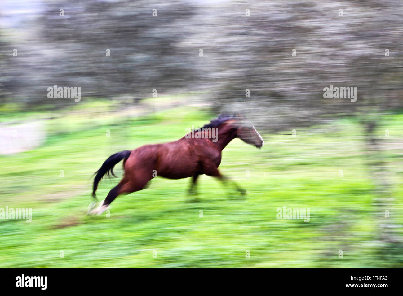 Pferd laufen Stockfoto