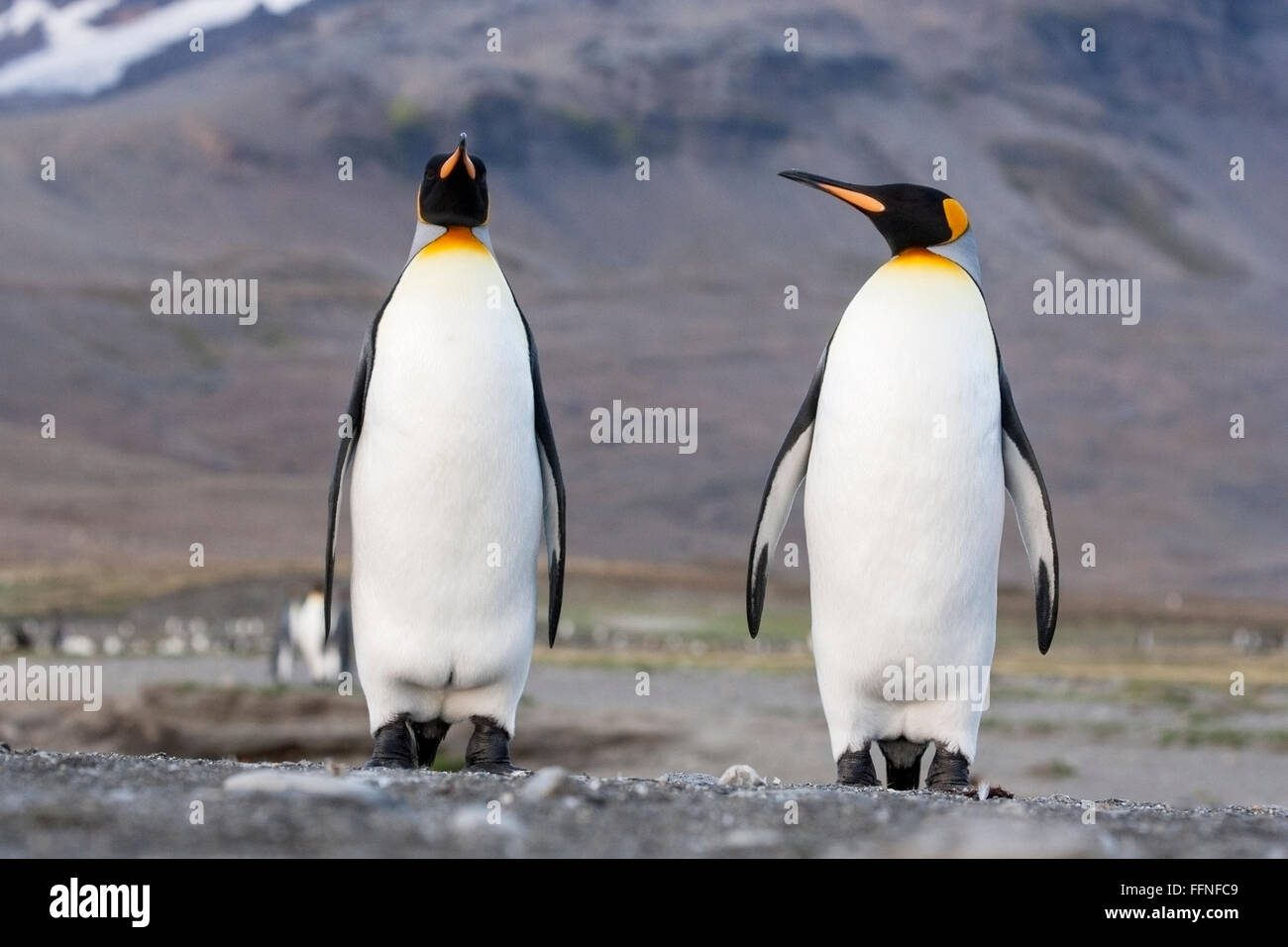 King Penguin (Aptenodytes Patagonicus) paar Erwachsene in Balz Display, St. Andrews Bay, Süd-Georgien Stockfoto