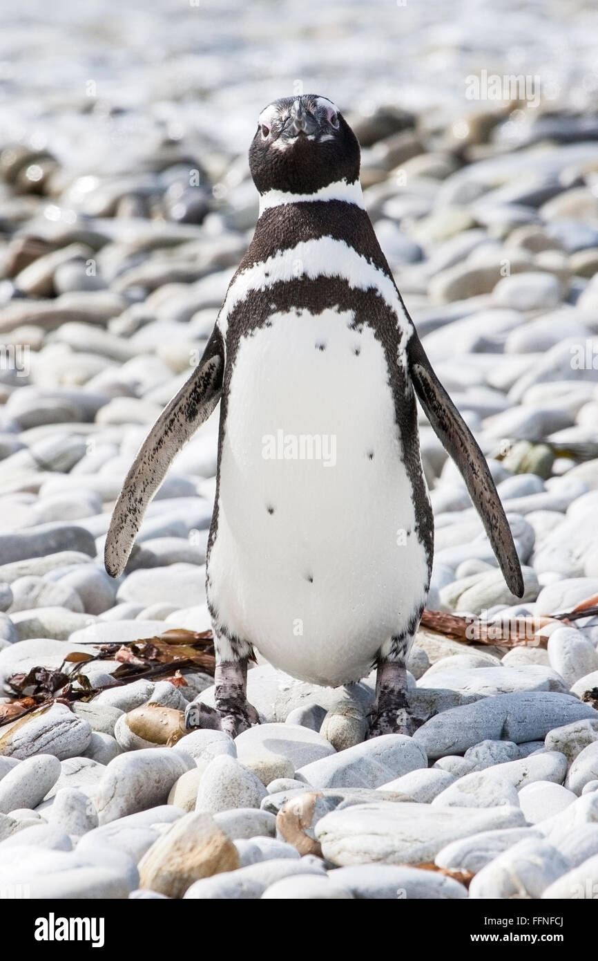 Magellan Pinguin (Spheniscus Magellanicus) Erwachsene stehen am Kiesstrand in der Nähe von Brutkolonie, Falkland-Inseln Stockfoto