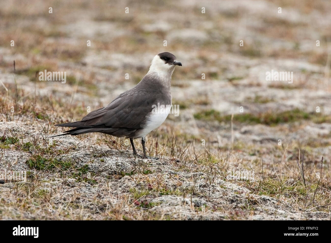 Arktisches Skua oder parasitäre Jaeger (Stercorarius Parasiticus) Erwachsenen stehen auf kurzen Rasen mit Flechten, Spitzbergen, Norwegen Stockfoto