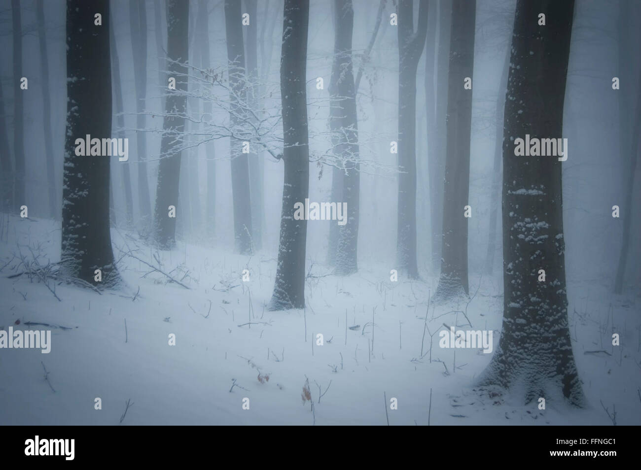 Winter im Wald mit Schnee und Nebel Stockfoto
