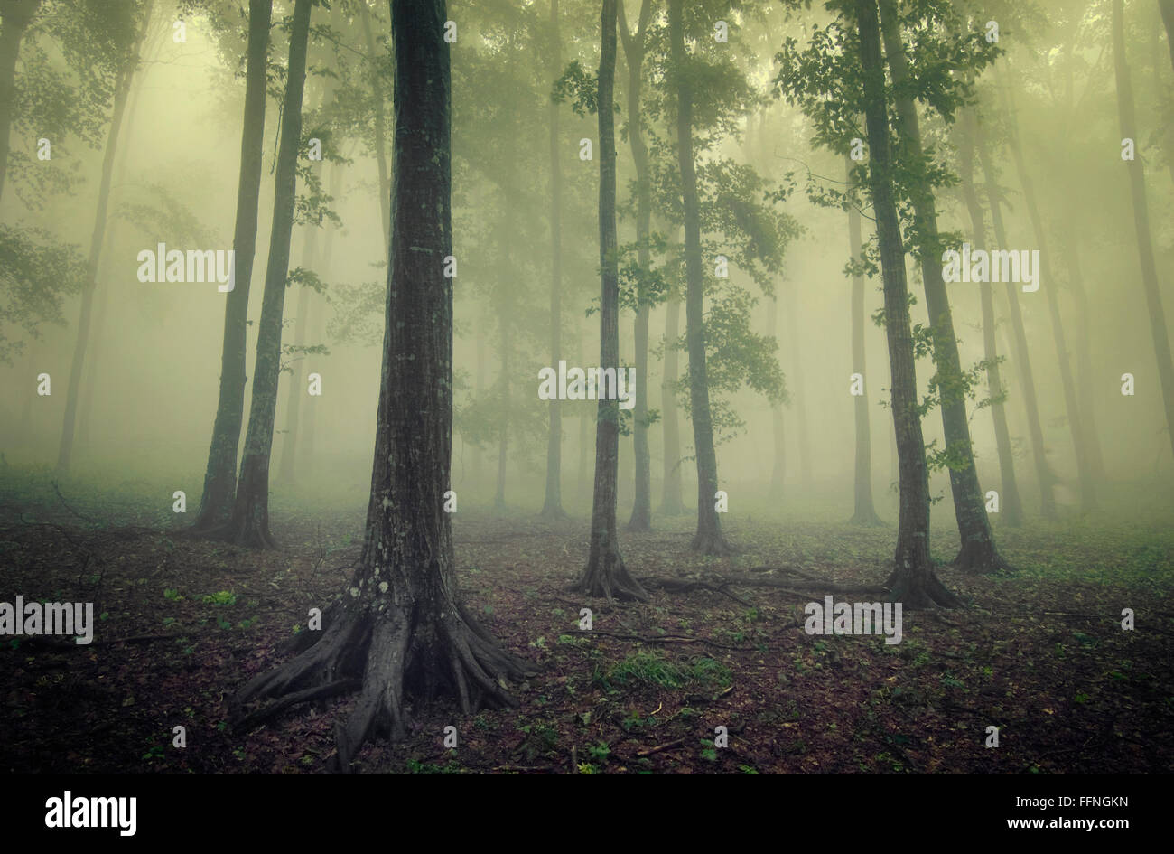Grüne geheimnisvoller Nebel Trog Bäume in surrealen Wald Stockfoto