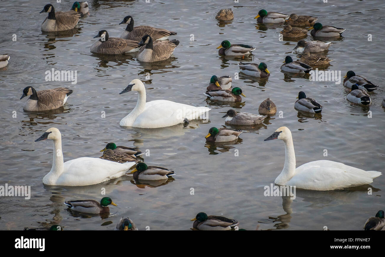 Trumpeter Schwäne, kanadische Gänse und Stockenten Größenvergleich bei Swan Park auf dem Mississippi River, Monticello, MN, USA Stockfoto