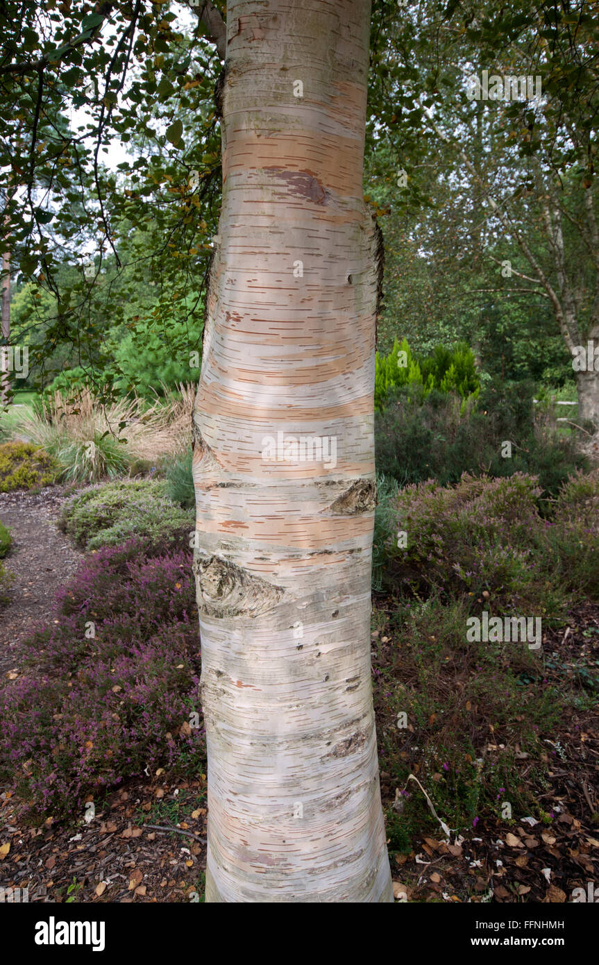 BETULA ERMANII X PUBESCENS AM PINETUM RHS GARDEN WISLEY Stockfoto