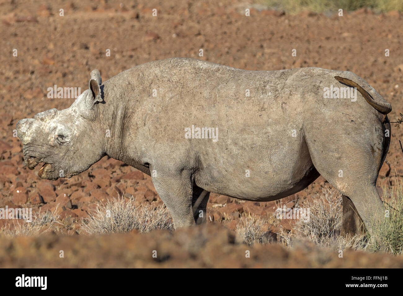 Anti-wilderei Enthornt, Wüste angepasst, schwarze Nashörner, Damaraland, Namibia Stockfoto