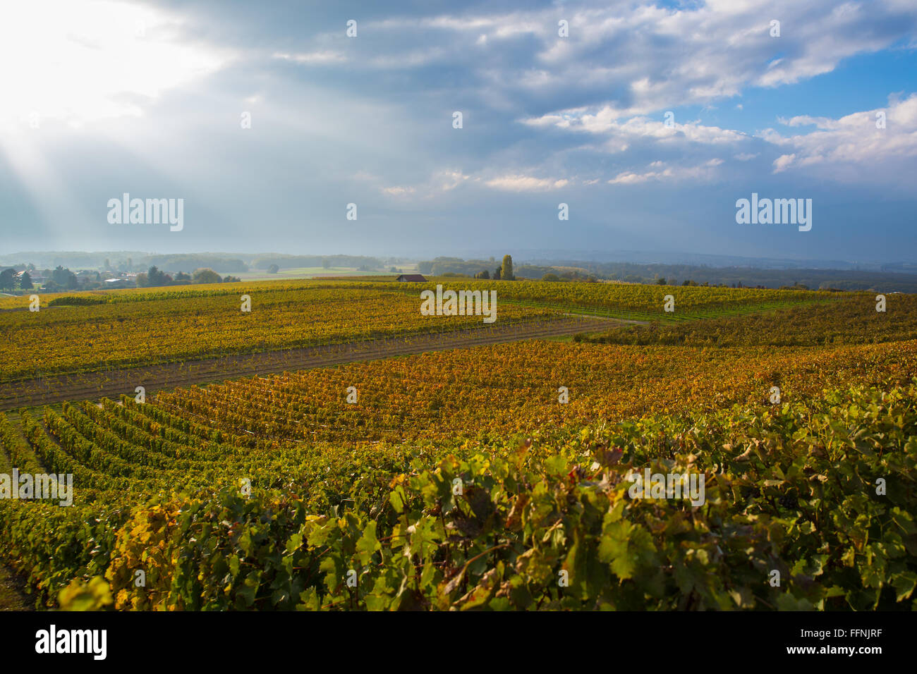 Bunte Weinberge in der Nähe von Genf, Schweiz, dramatischer Himmel im Hintergrund mit Strahlen der Sonne durch die Wolken piercing Stockfoto