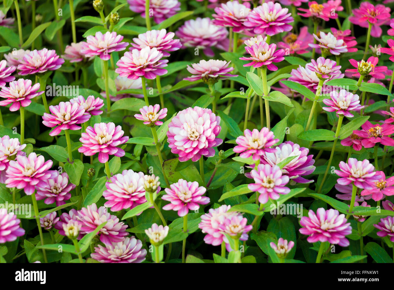 Bild von dunkel rosa Blume Feld selektiven Fokus Stockfoto