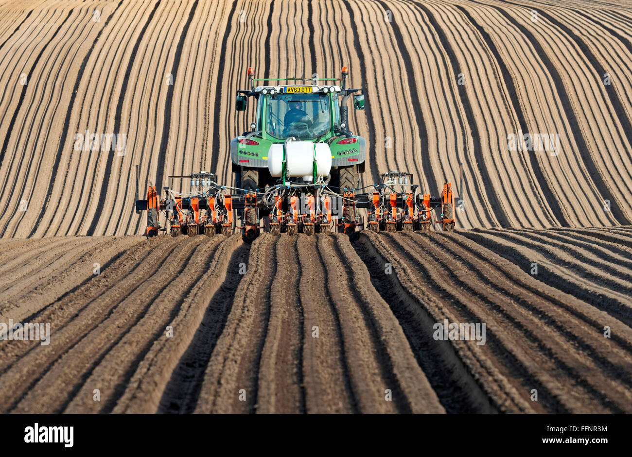 Karotten werden genäht, Butley, Suffolk, UK. Stockfoto