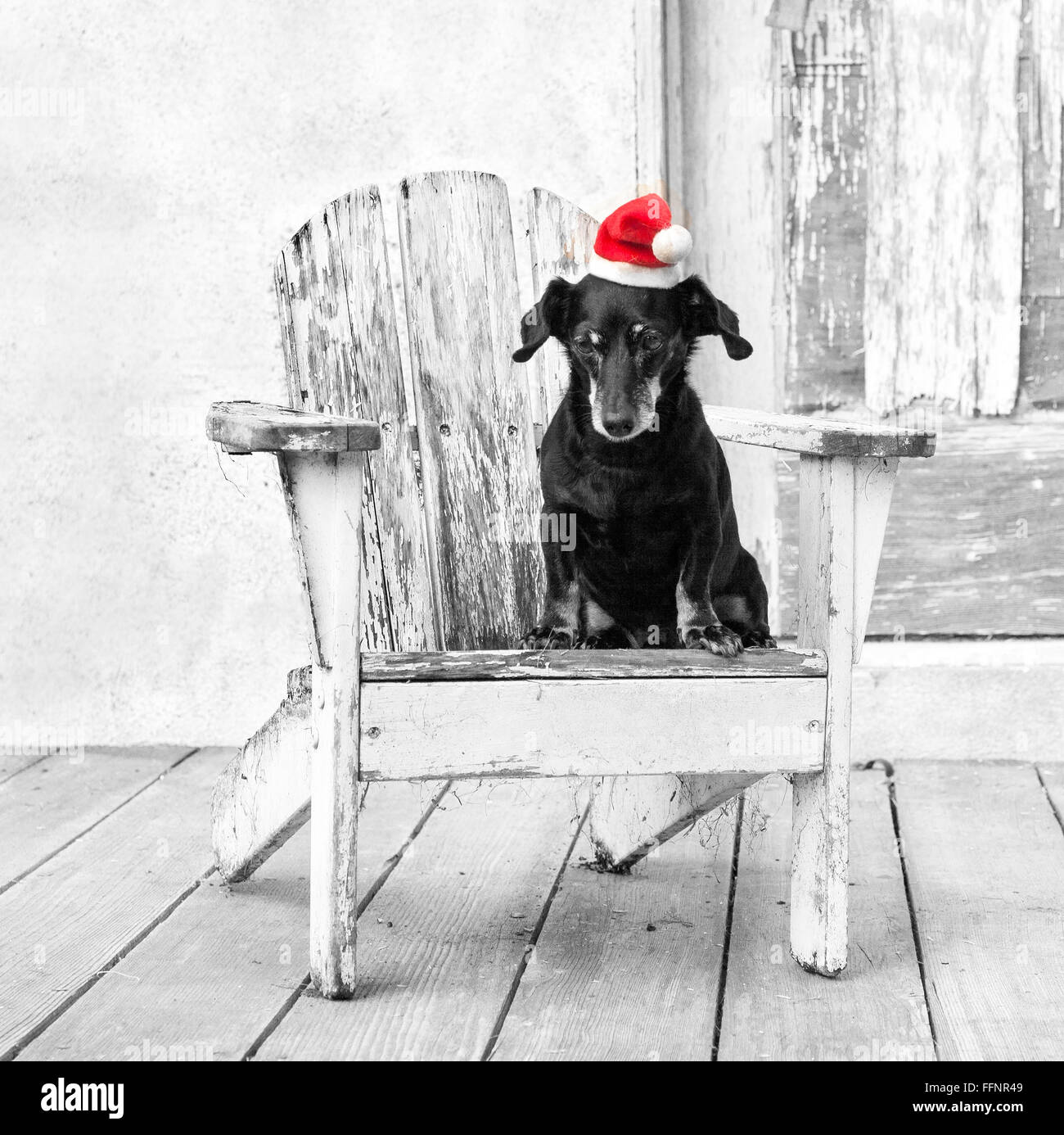 Miniatur winziger Dackel Hund sitzt in einem weißen Adirondack Stuhl durch eine notleidende Scheune trägt eine rote Weihnachtsmütze. Stockfoto