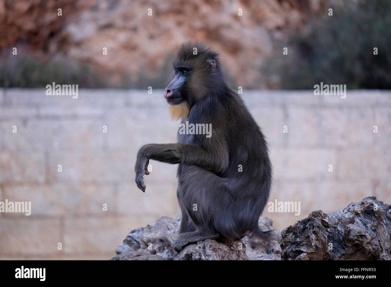 Der Jerusalemer Biblische Zoo Stockfotos und bilder Kaufen Alamy