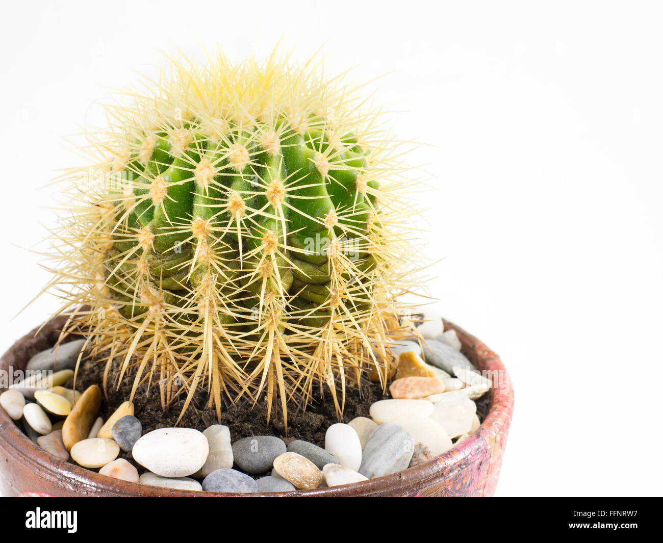 Kaktus in einen Topf mit Steinen hautnah Stockfoto