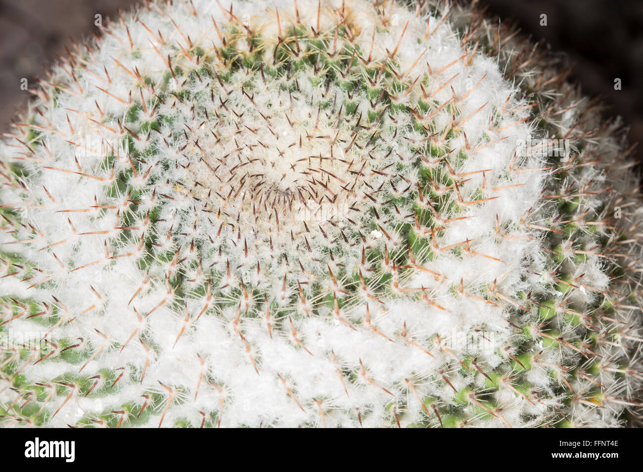 Makro-Blick auf den kleinen kreisförmigen Stacheln eines Kaktus Mammillaria formosa Stockfoto