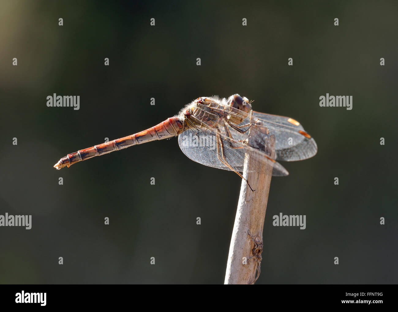 Gemeinsamen Darter Dragonfly - Sympetrum Striolatum Reife weibliche thront Stockfoto