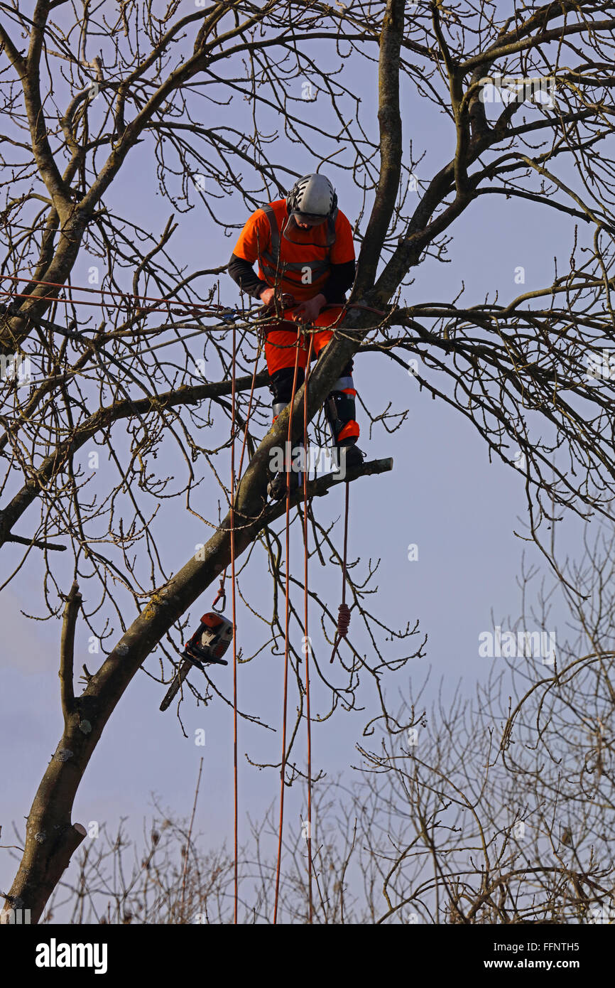 Eine hohe Sichtbarkeit bekleidet Arborialist bei der Arbeit hoch oben in den Bäumen und sicher Paketschnur bis zu einem anderen Baum und seine Kettensäge auf gebunden. Stockfoto