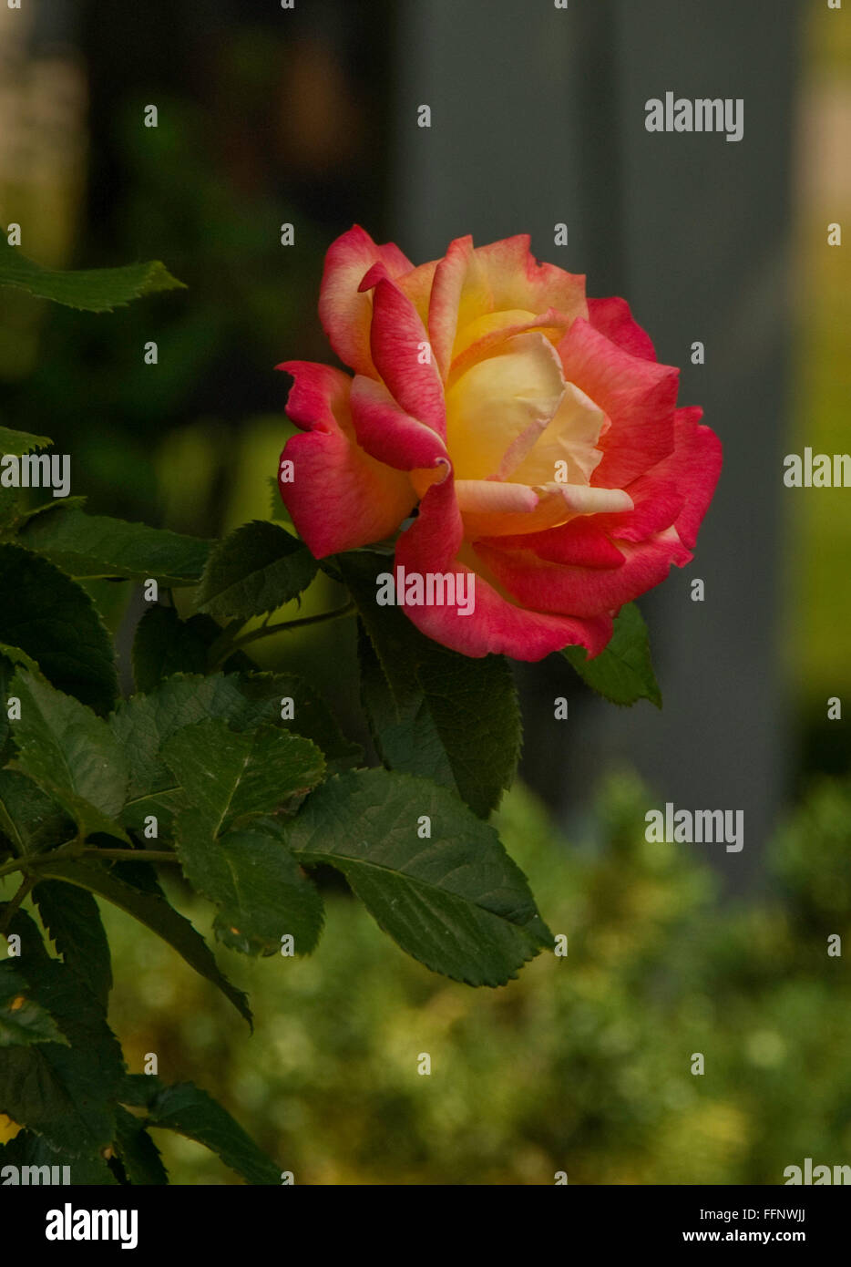 Rosa, SHEILAS Parfüm, Rose, Edelrosen, gelb, rot, mischen Stockfotografie -  Alamy