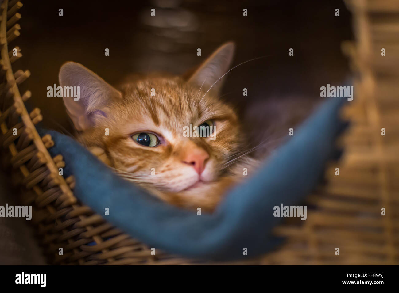 Ingwer Kater in einem geflochtenen Korb Katzenhaus Stockfoto
