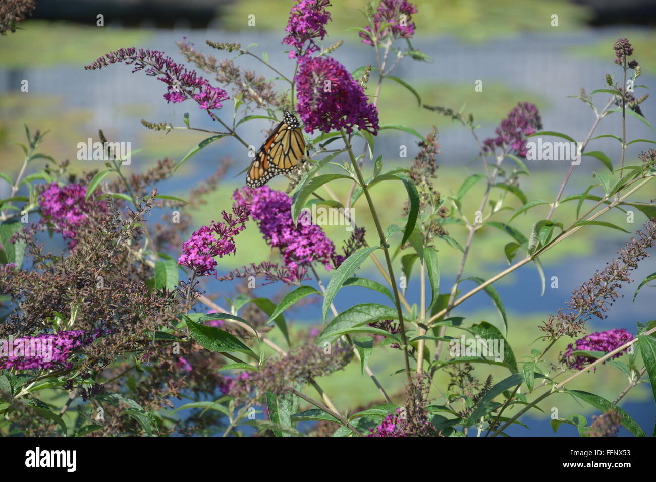 Ein Monarchfalter kümmert sich um Blumen außerhalb der Garfield Park Conservatory auf Chicagos in der Nähe von Westseite. Stockfoto