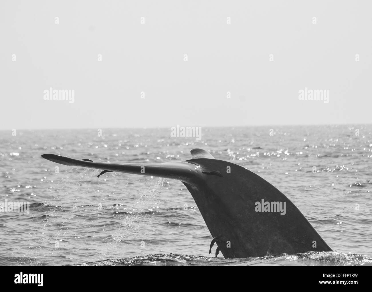 Blauwal Tauchen vor der Küste von Sri Lanka Stockfoto