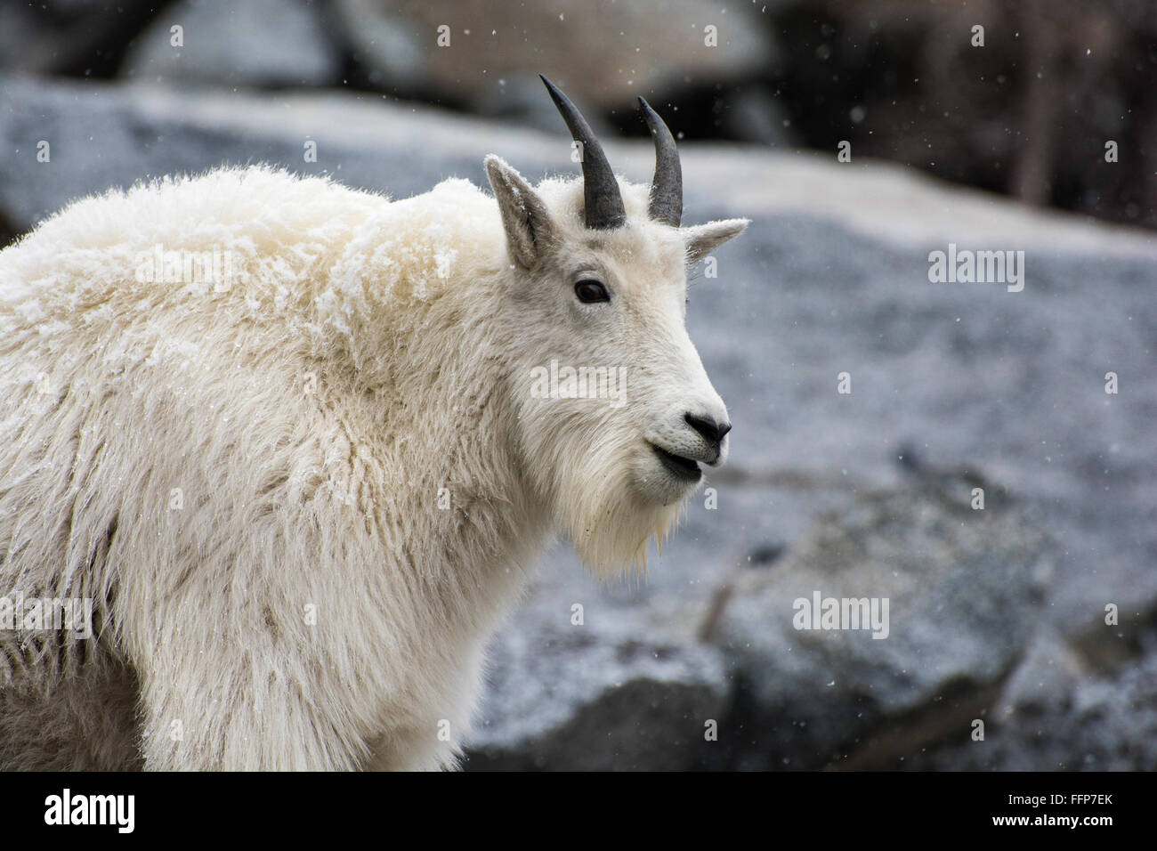 Bergziegen lecken Salz von Felsen an den Zauber-Seen Stockfoto