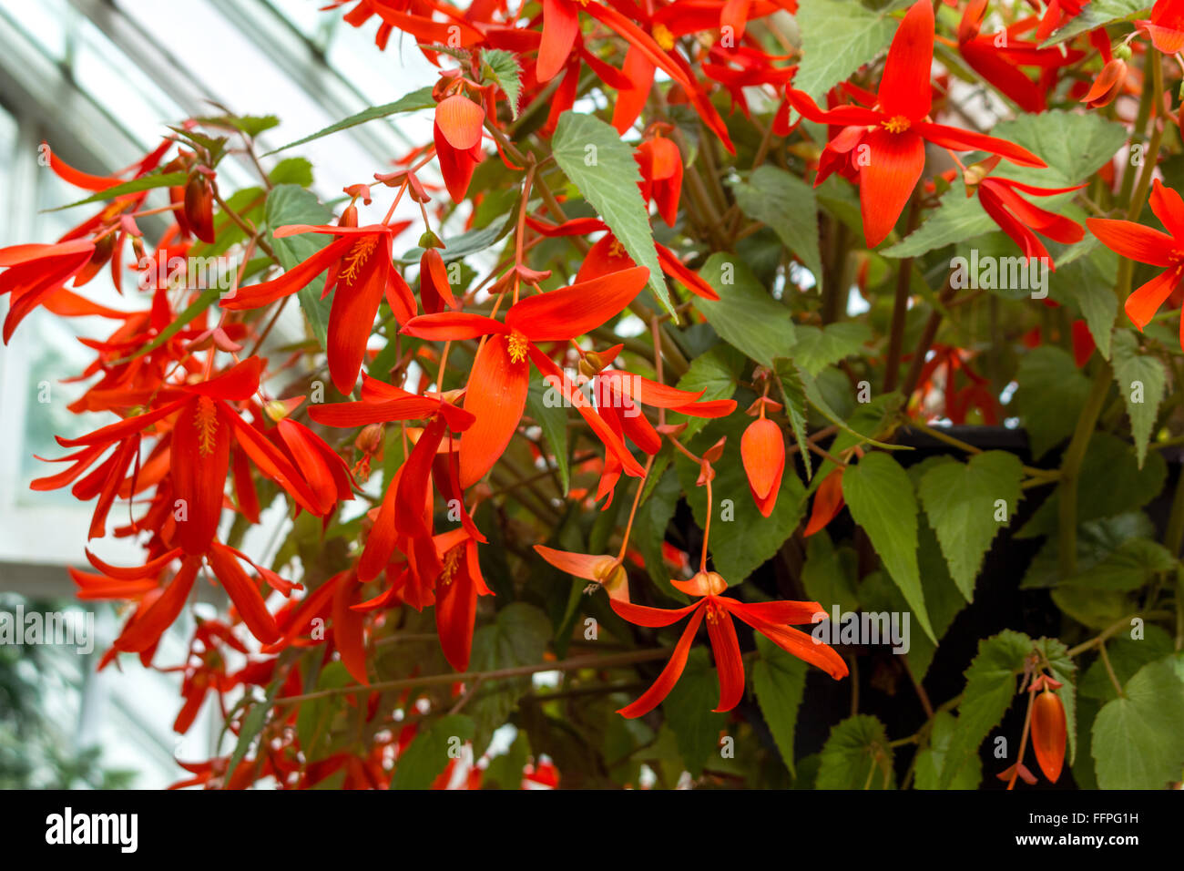Rote Begonie Blüte, Nahaufnahme Stockfoto