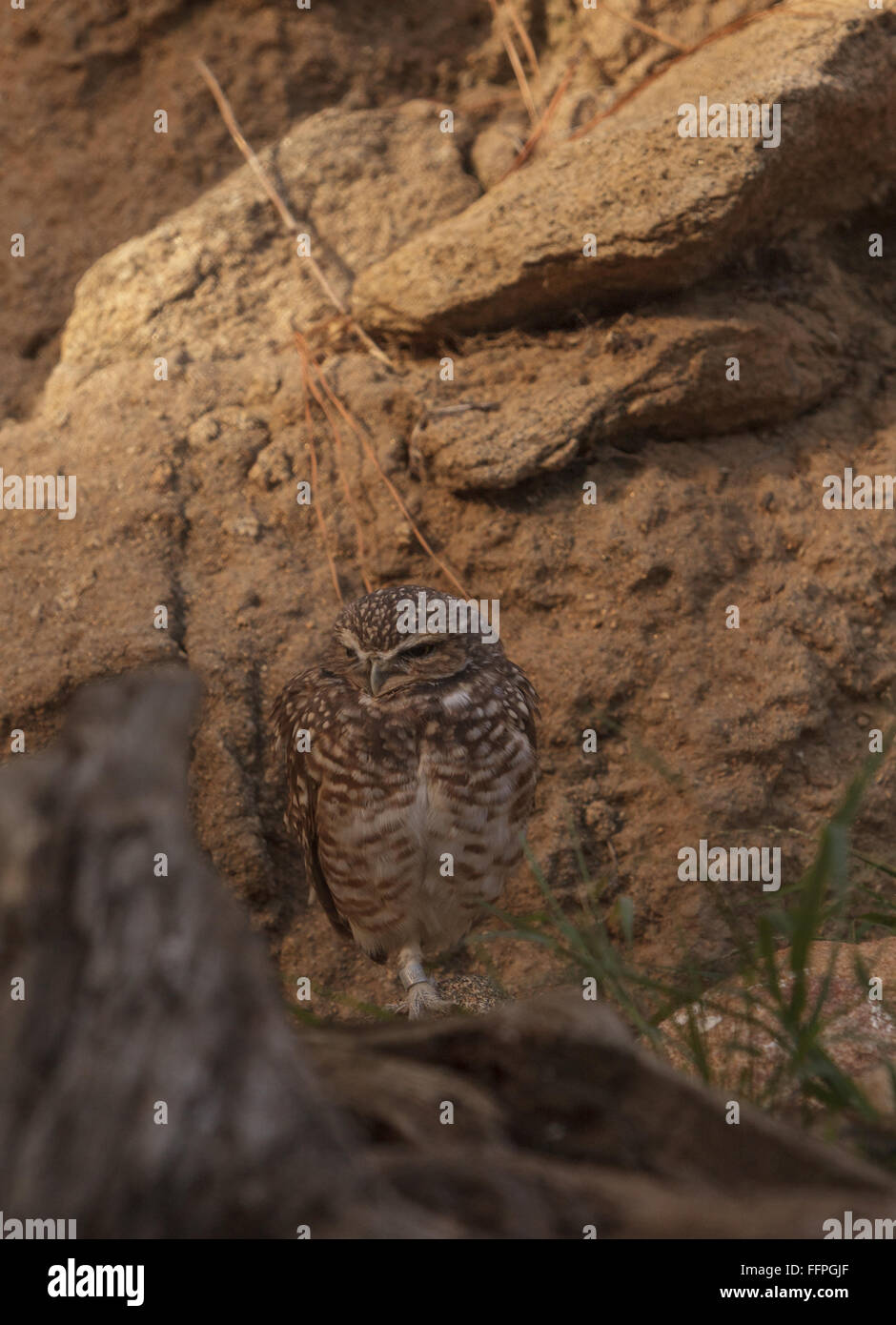 Kanincheneule, Athene Cunicularia findet sich in Nord- und Südamerika. Sie machen ihre Heimat in den Boden und sind oft fand ich Stockfoto