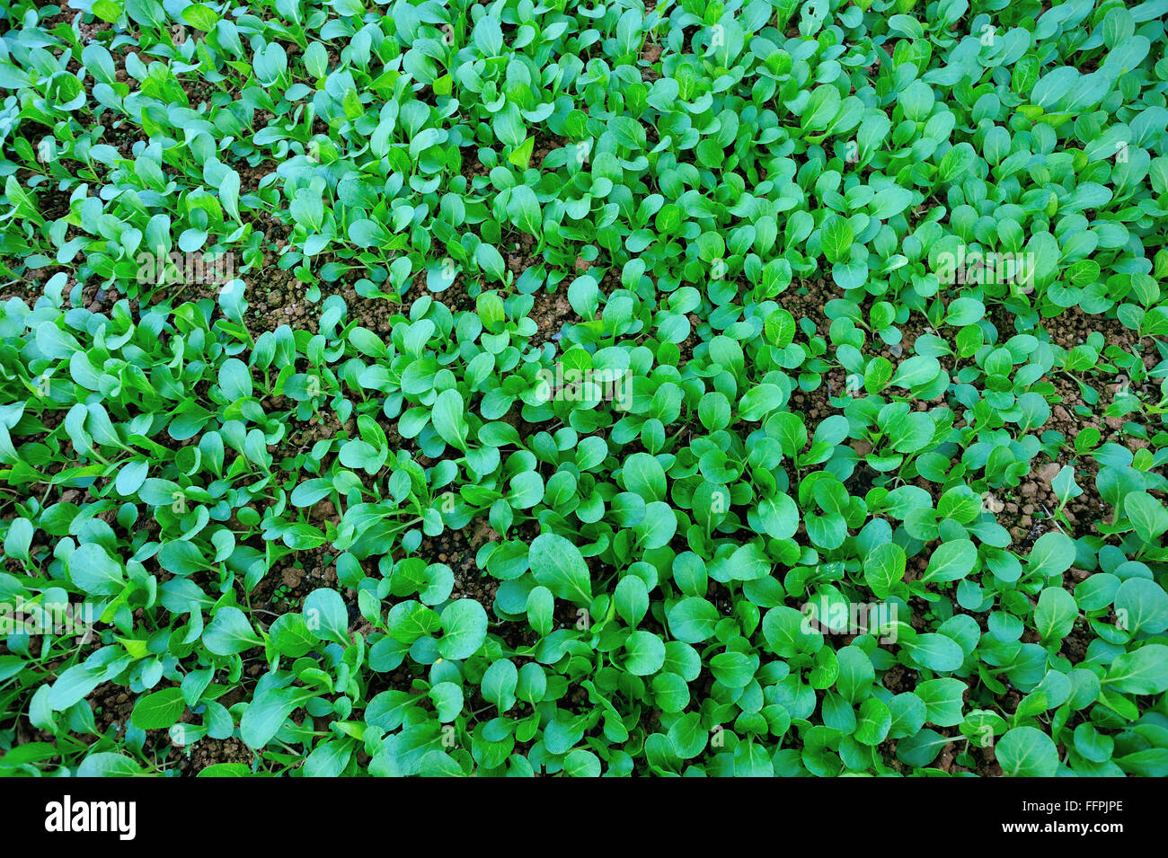 Grüne Choysum im Wachstum im Gemüsegarten Stockfoto