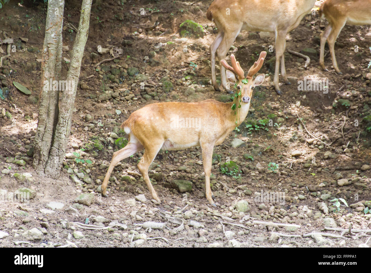 White-Tailed Deer Wildtiere Stockfoto