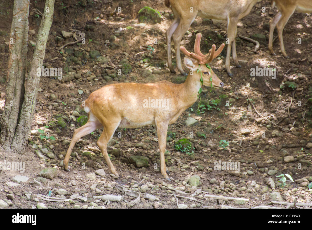 White-Tailed Deer Wildtiere Stockfoto