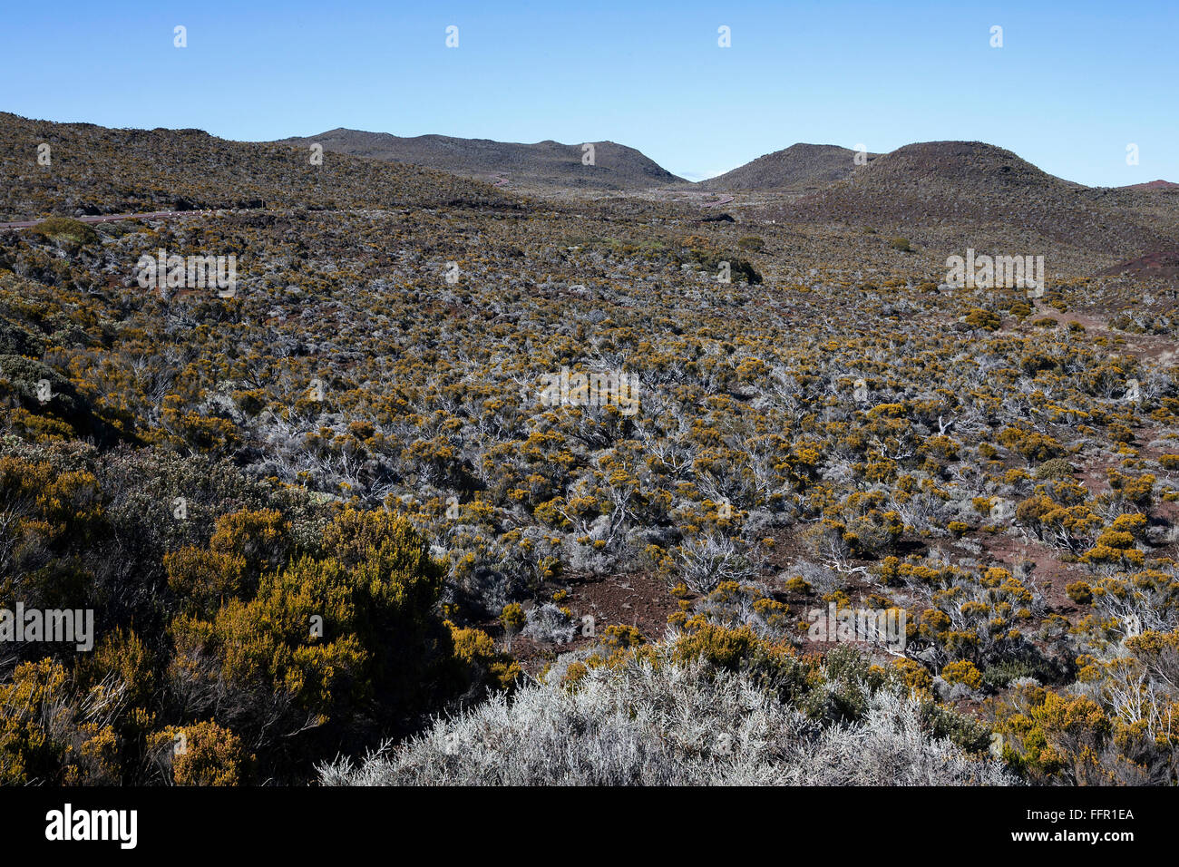 Vulkanische Landschaft mit Vegetation auf der Route du Volcan, Reunion, Frankreich Stockfoto