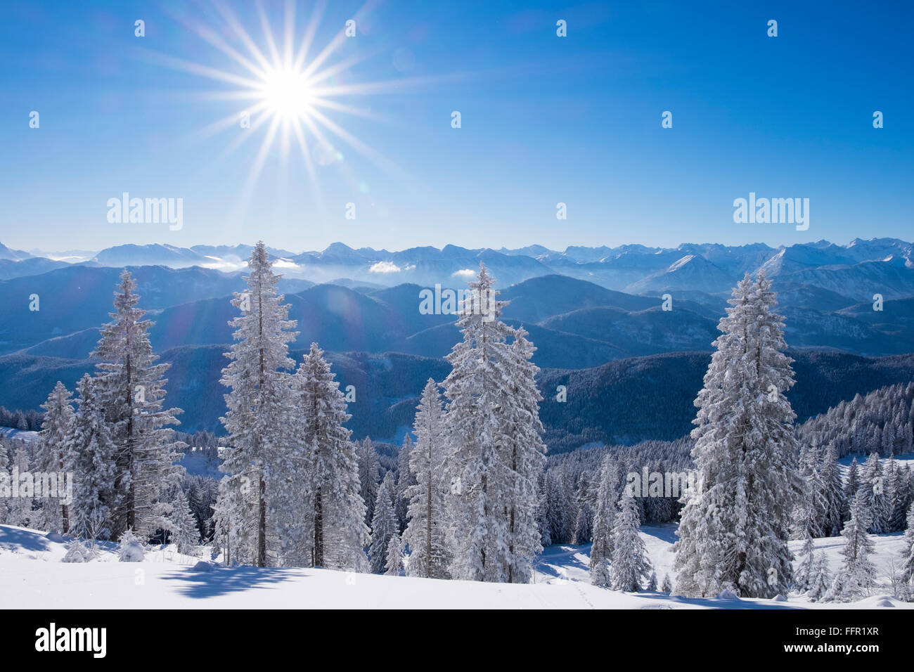 Schneebedeckten Fichten (Picea SP.) am Brauneck, Lenggries, Isarwinkel, Bayerische Voralpen, Upper Bavaria, Bavaria, Germany Stockfoto