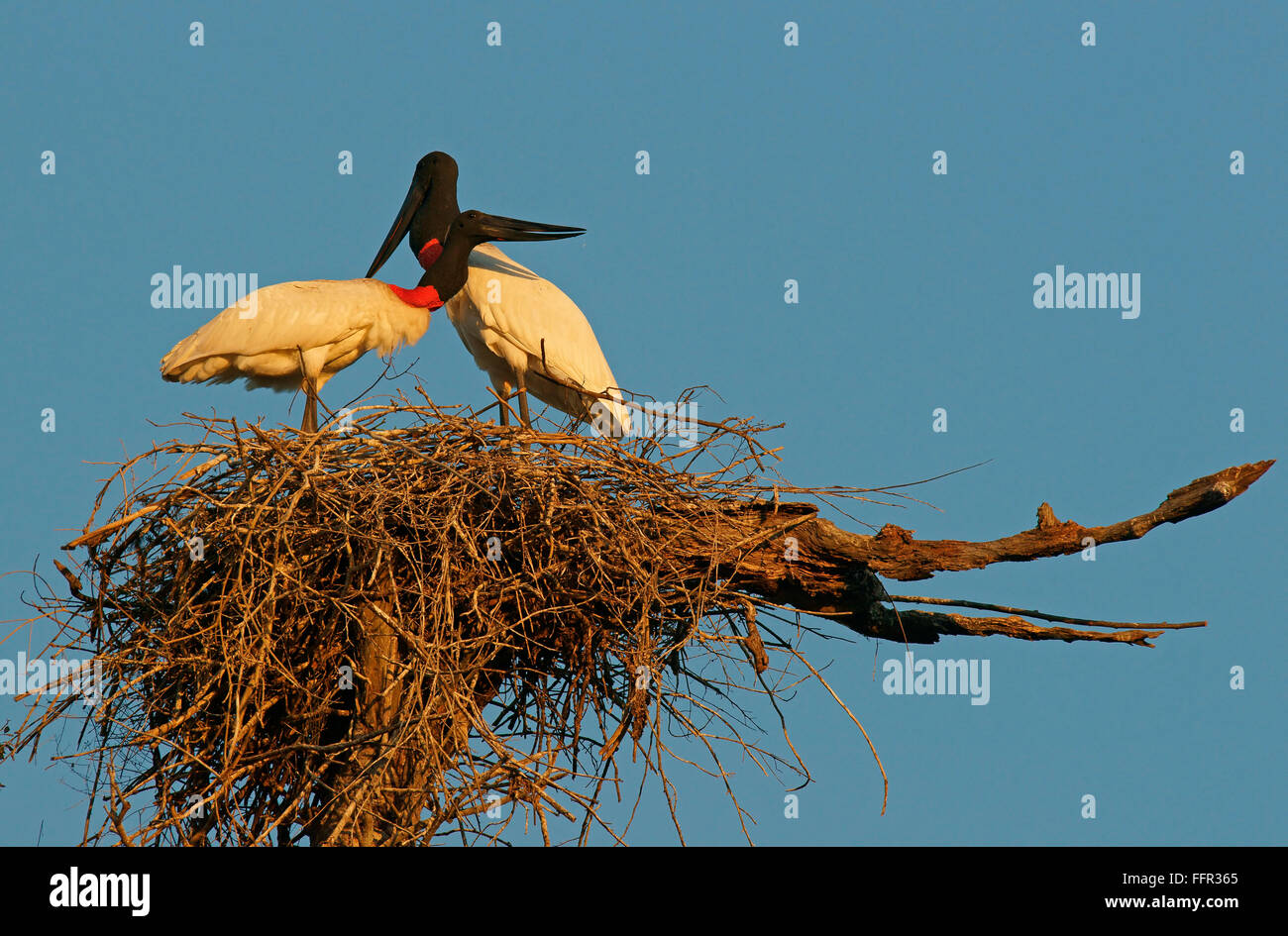 Jabiru (Jabiru Mycteria), paar im Nest, Pantanal, Mato Grosso, Brasilien Stockfoto