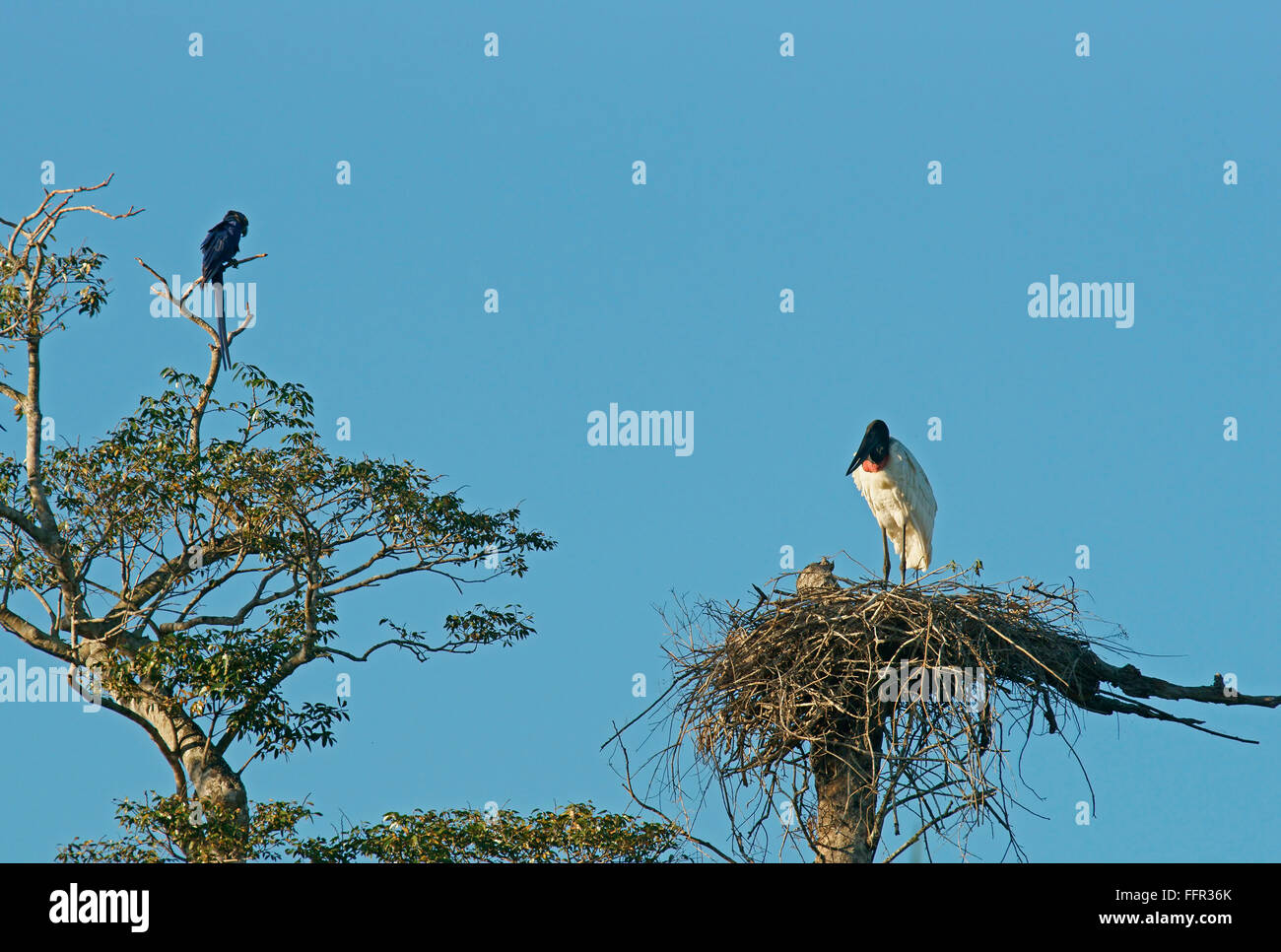 Jabiru (Jabiru Mycteria), steht auf dem Nest, Pantanal, Mato Grosso, Brasilien Stockfoto