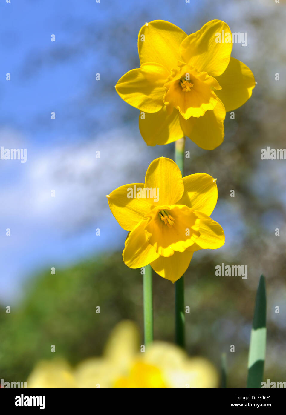 Narzissen Corolla im Garten unter blauem Himmel Stockfoto