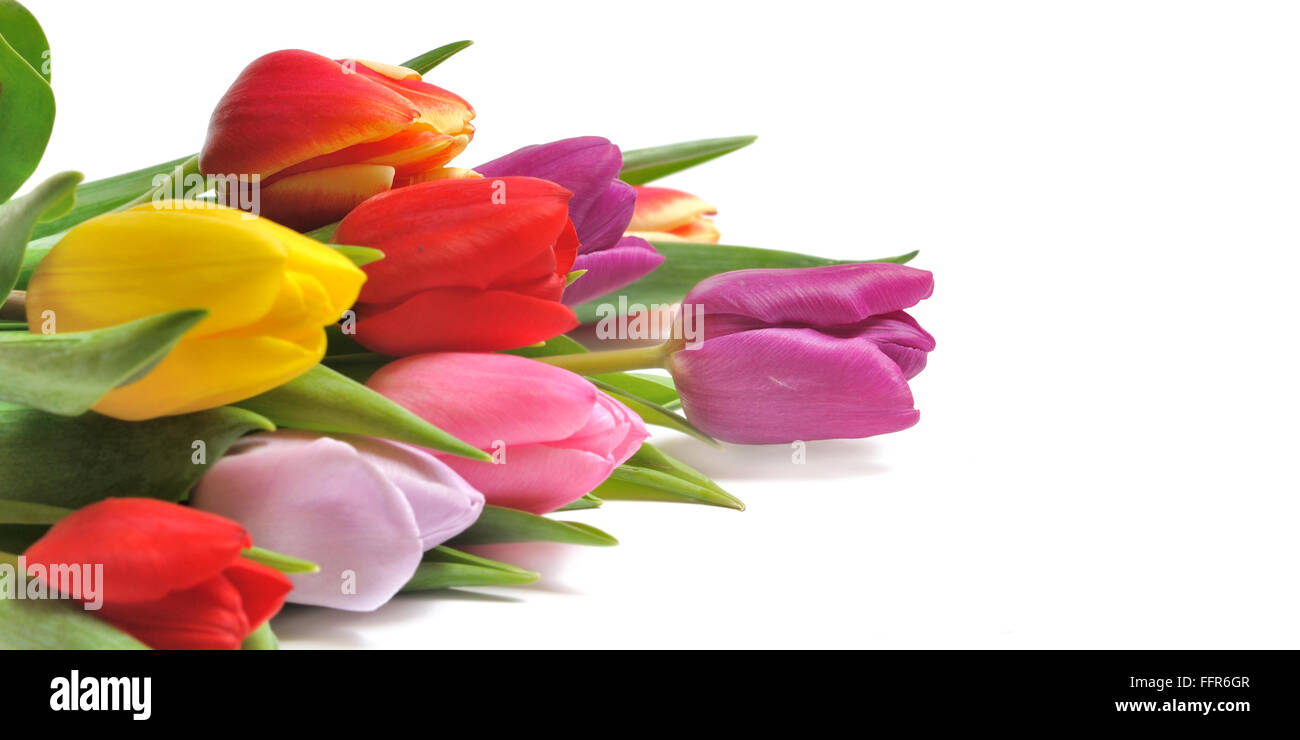 Bunte Tulpen Corolla isoliert auf weißem Hintergrund Stockfoto
