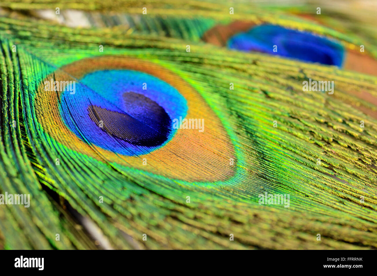 Peacock Feather Texturmuster und Farbe in Nahaufnahme. Stockfoto