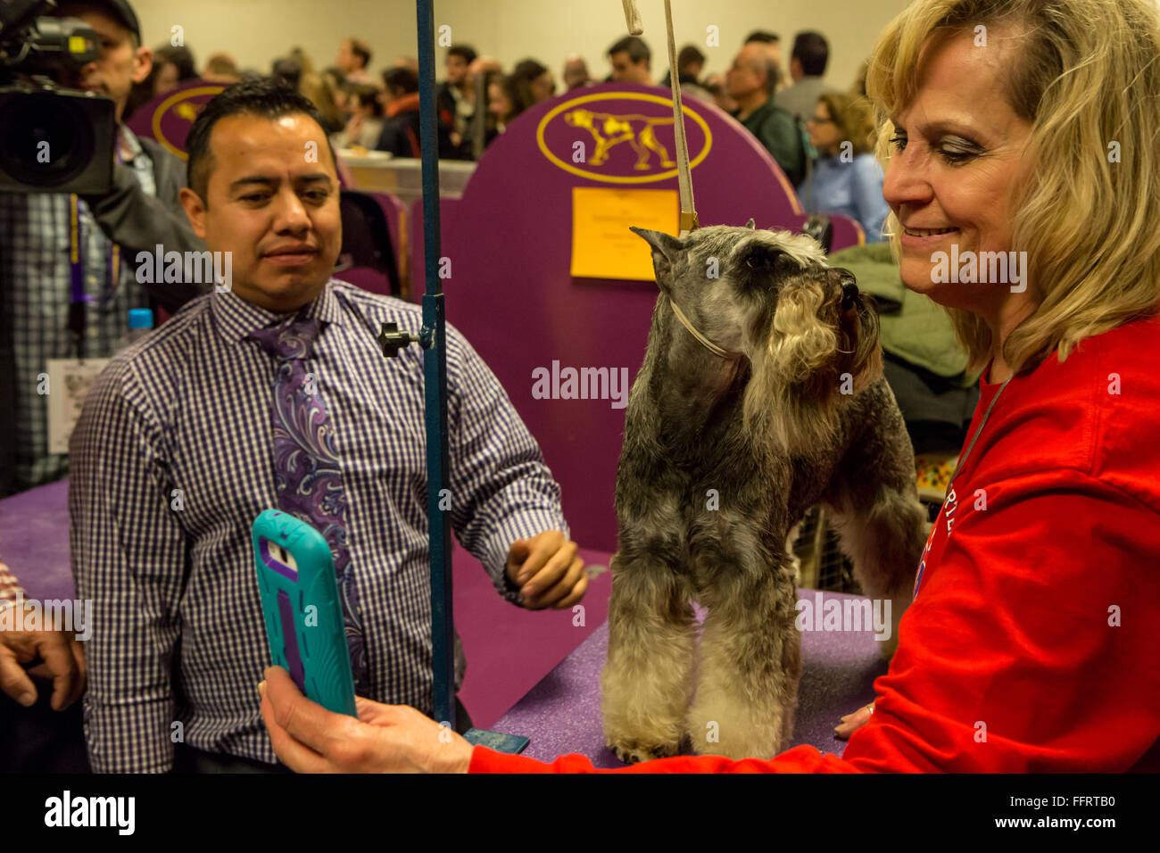 New York, USA. 16. Februar 2016. Ein Zwergschnauzer posiert für ein Selfie im Bereich benching der 140. Westminster Kennel Club Dog Show im Madison Square Garden. Bildnachweis: Ed Lefkowicz/Alamy Live-Nachrichten Stockfoto