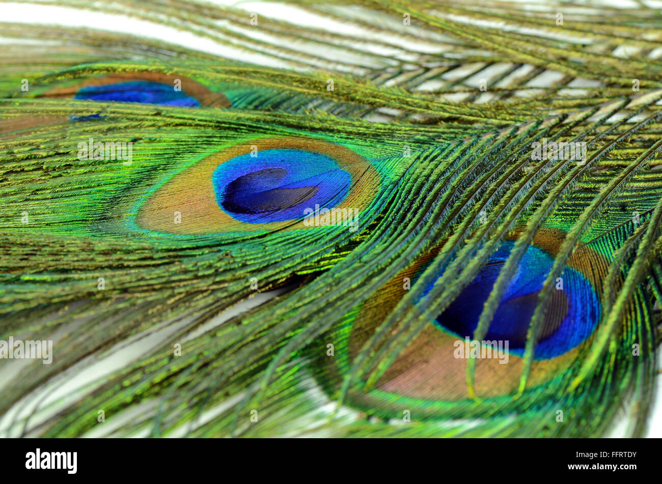 Peacock Feather Texturmuster und Farbe in Nahaufnahme. Stockfoto