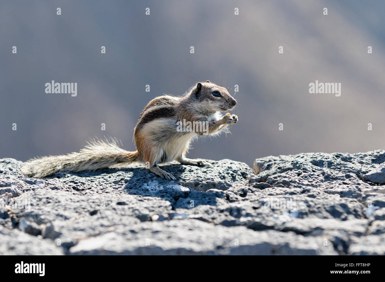 Ein Barbary Grundeichhörnchen, Atlantoxerus Getulus, Betancuria, Fuerteventura, Kanarische Inseln, Spanien Stockfoto