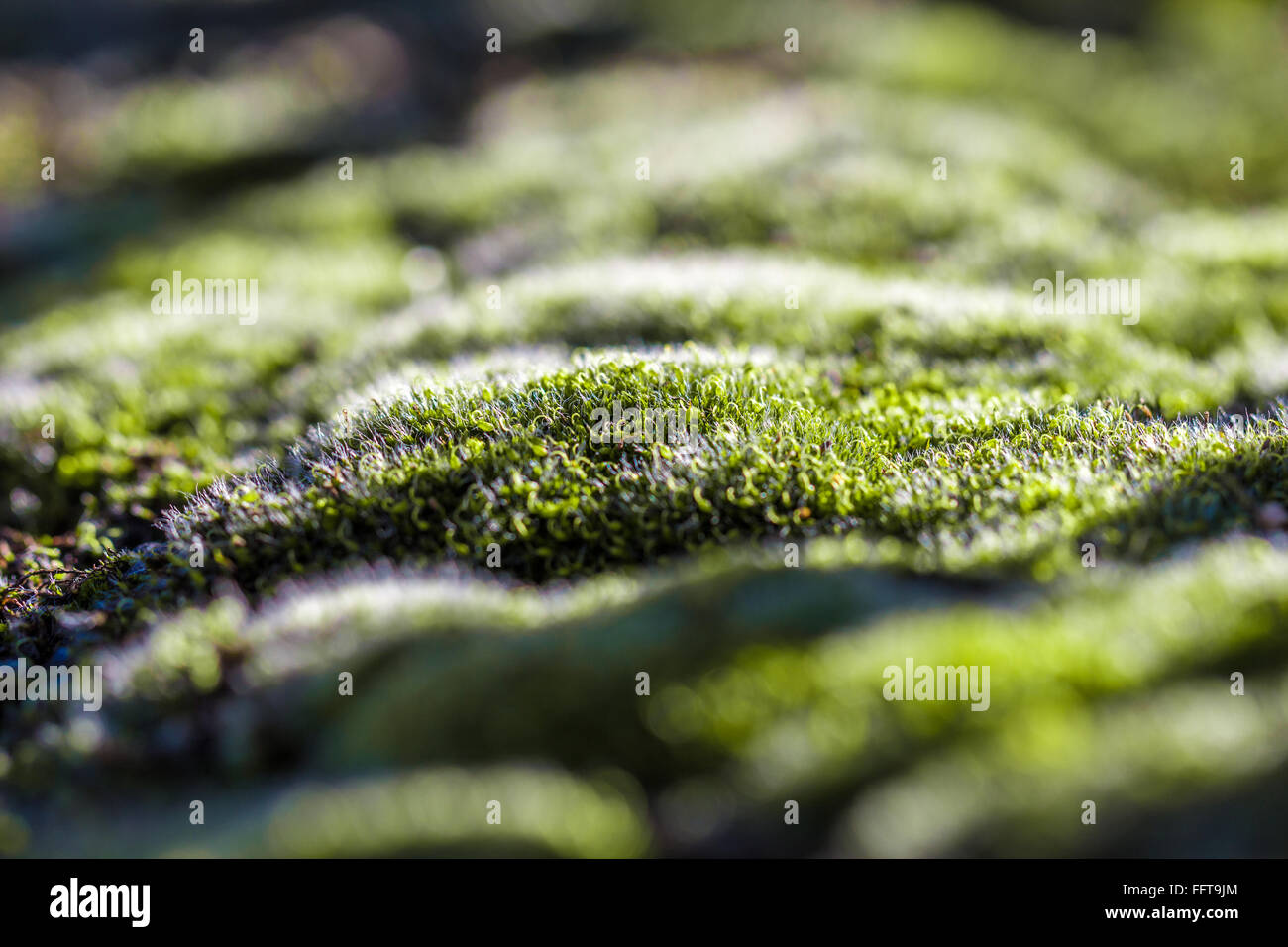 Nahaufnahme von grünem Moos im herbstlichen Licht Stockfoto