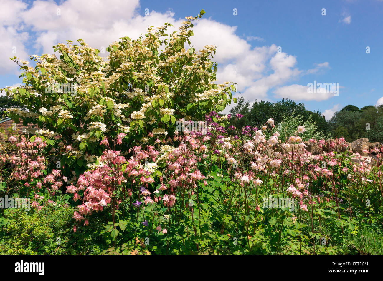 Akeleien (Trivialnamen: Omas Motorhaube oder Columbine) und einem Hobble-Busch in einem Garten. Stockfoto