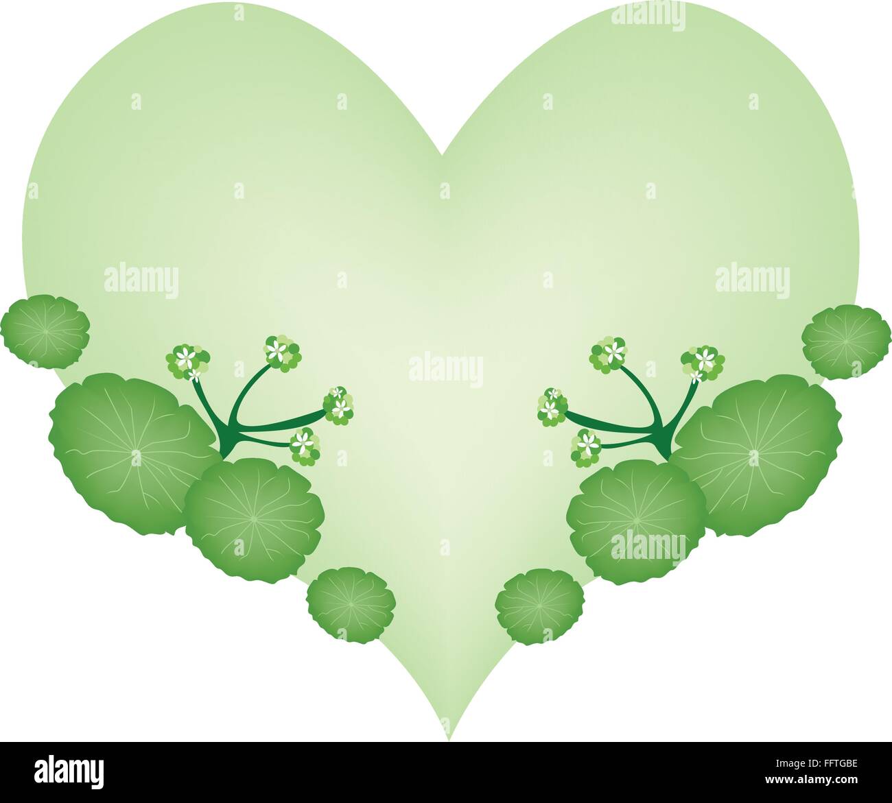 Liebe Konzept, Illustration von asiatischen Wassernabelkraut Hydrocotyle Umbellata Pflanzen in Herzform bilden isoliert auf weißem Hinterg Stock Vektor