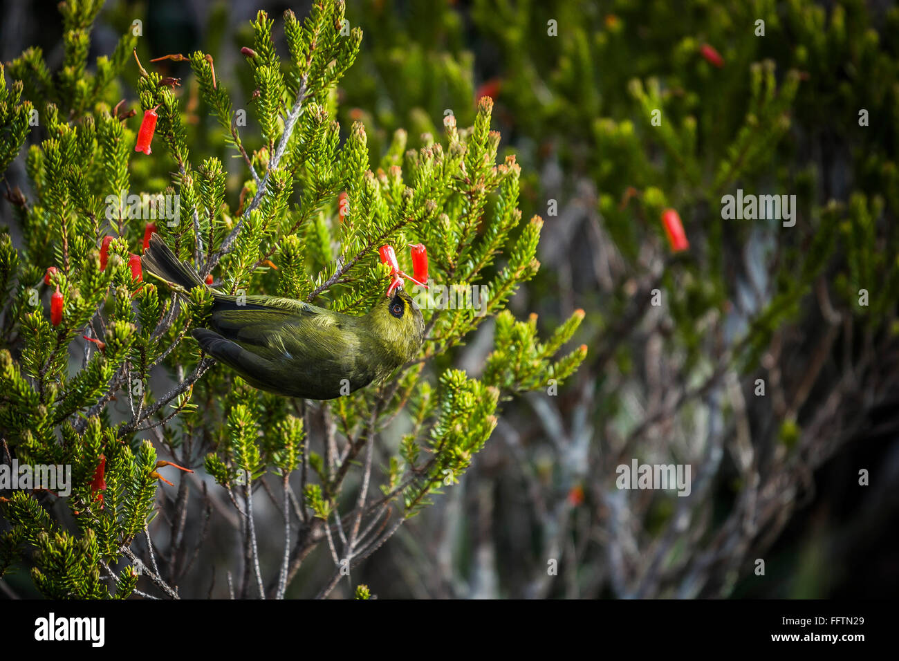 Berg Coquart (Chlorocharis Emiliae Emiliae), Borneo, Malaysia. Stockfoto