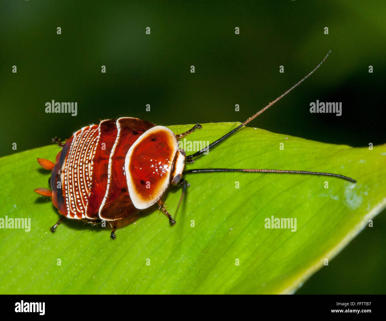 Rötlich braune australischen Insekt mit dekorativen weißen Muster, schöne Schabe instar Ellipsidion Australe, Blattellidae auf grünes Blatt Stockfoto