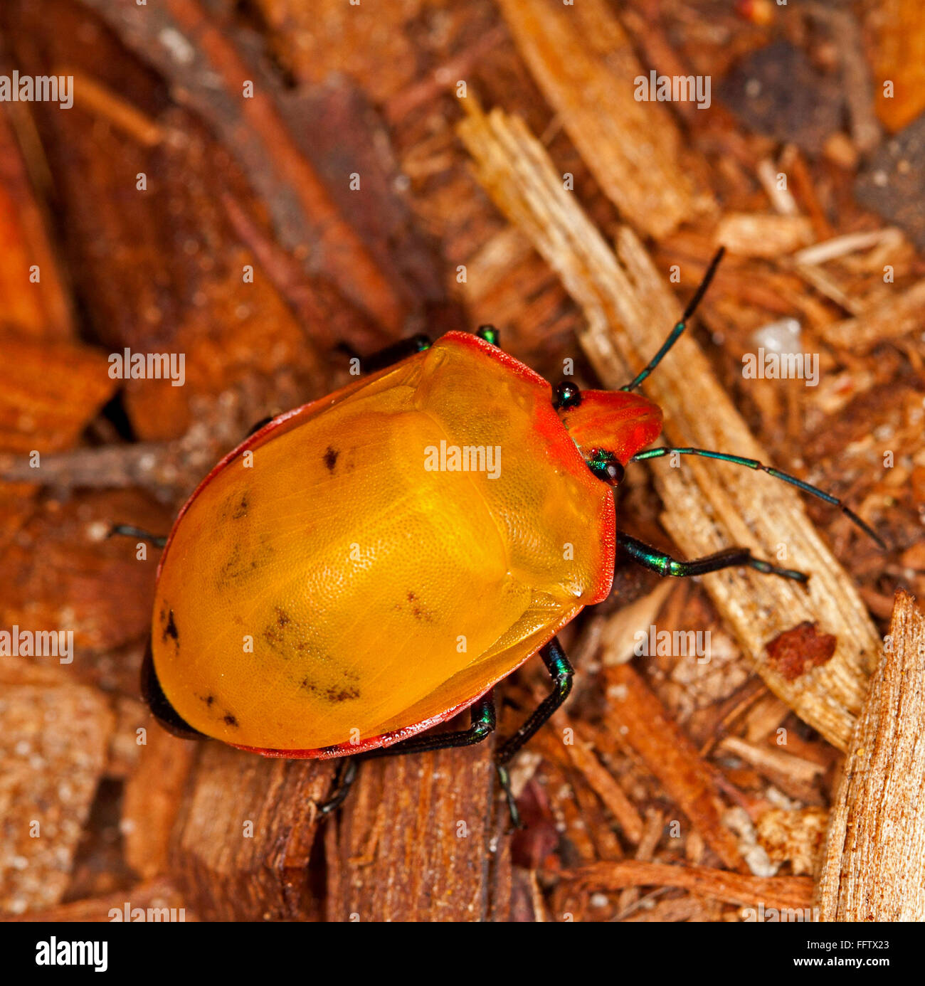 Spektakuläre lebhaft orange & rote Insekten, Harlekin / Juwel Bug, Tectocoris Diophthalmus unter den verfallenden Blätter im australischen Garten Stockfoto