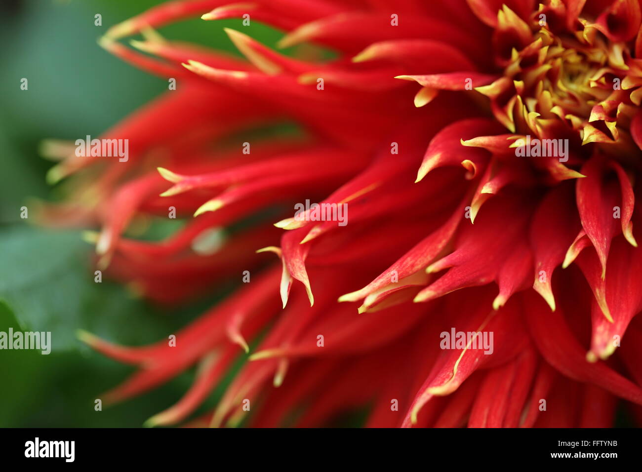Eine große rote Kaktus-Dahlie Stockfoto