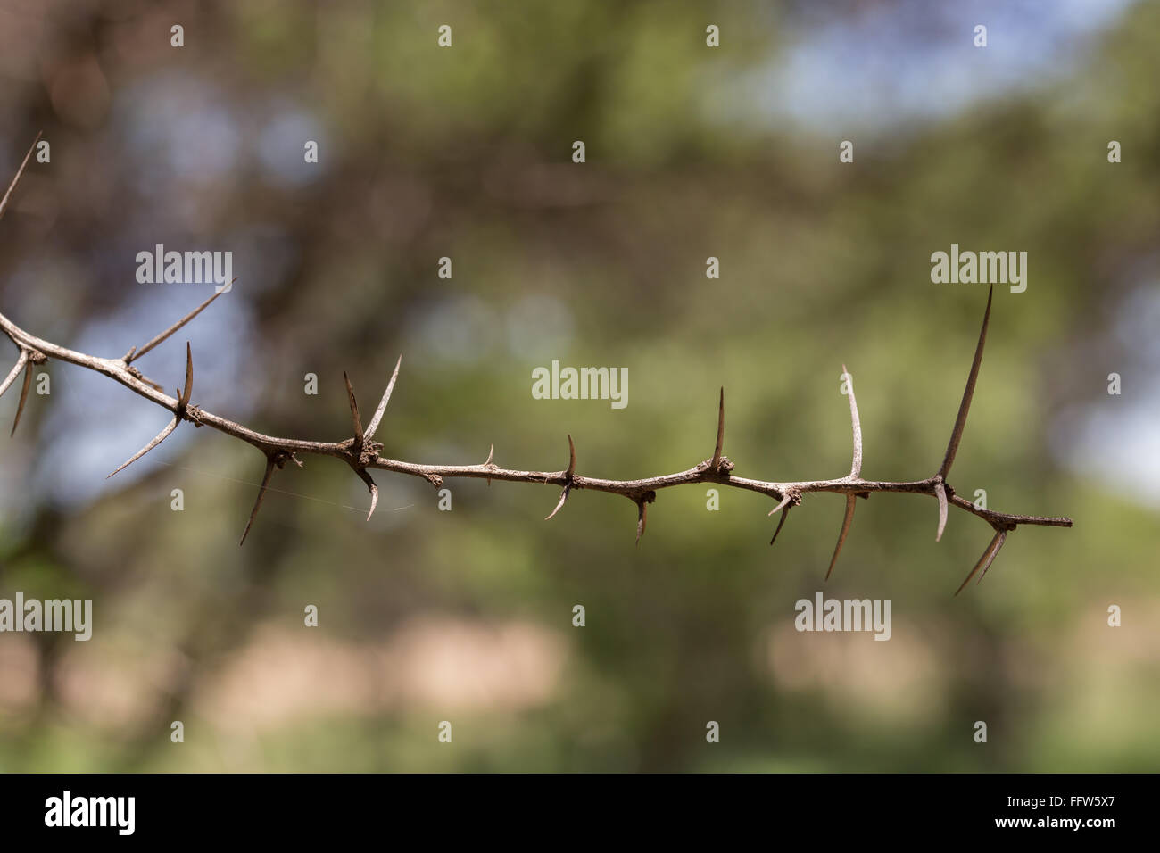 Einem dornigen Zweig der afrikanischen Akazie Stockfoto
