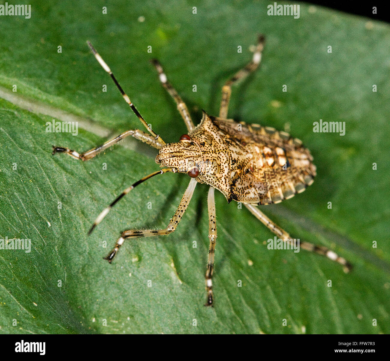 Braune und weiße Zebra zu schützen, Fehler, Bathrus Variegatus, australische Stink Bug Insekt auf grünes Blatt, Pentatomidae Familie Stockfoto