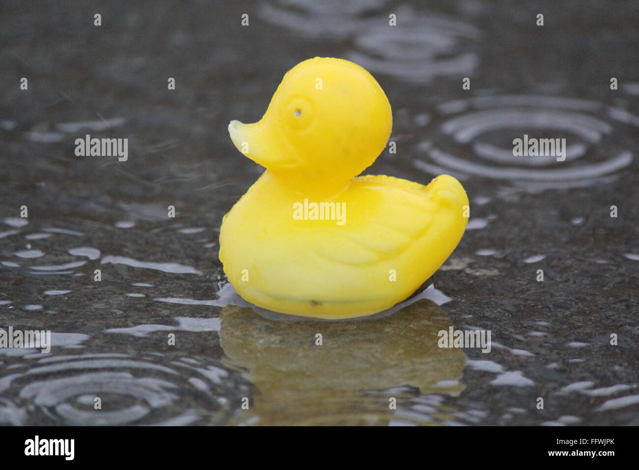 Wetter für die Enten, anhaltenden Starkregen fegt in ganz Großbritannien aus dem Westen sorgen für Überschwemmungen und Transport Verzögerungen mehr zu bringen. © mike Davies/Alamy Live News Stockfoto