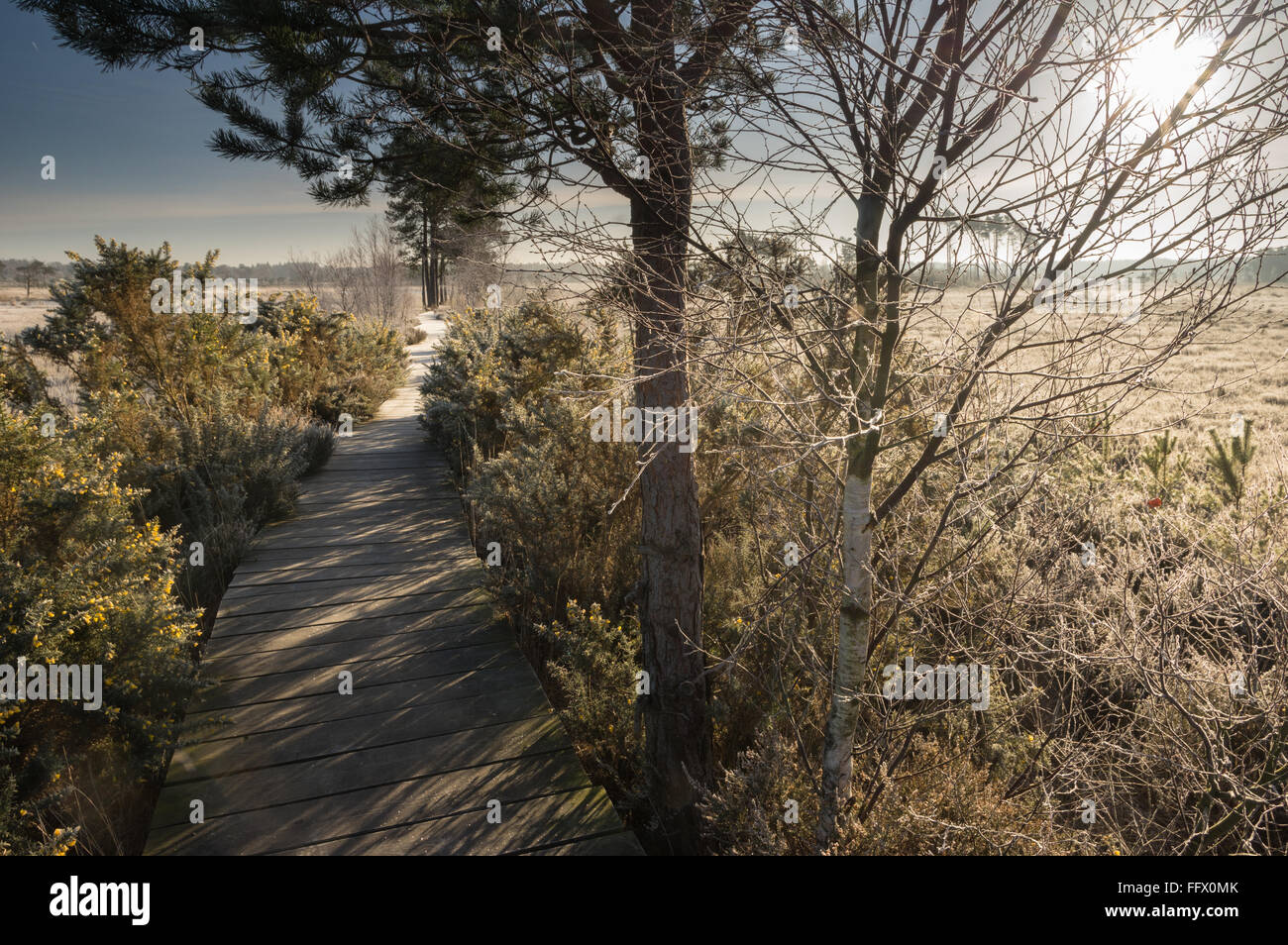Sonnenaufgang über dem Thursley Common, Surrey... viel schöner jetzt alle Masten entfernt wurden. Stockfoto